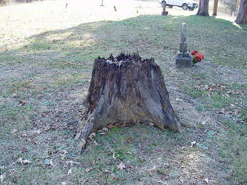 Old tree stump Mud River Cemetery