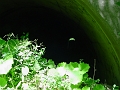 Aden_447_Aden_Tunnel_west_entrance_02