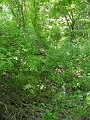 Fultz_to_Denton_016f
