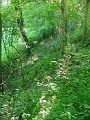 DSC00159_cleared_approach_to_west_abutment_of_bidge_2
