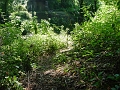 DSC00161_cleared_approach_to_west_abutment_of_bidge_2