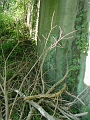 DSC00164_cleared_west_abutment_of_bidge_2