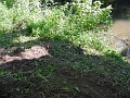 DSC00165_cleared_west_abutment_of_bidge_2
