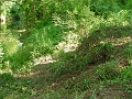 DSC00170_cleared_east_abutment_of_bidge_2