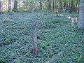 Hayes_property_Sept_18_2008_12