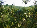 Hayes_property_Sept_18_2008_26