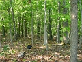 Hayes_property_Sept_18_2008_27