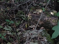 Hayes_property_Sept_18_2008_34