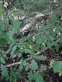 Hayes_property_Sept_18_2008_36