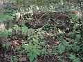 Hayes_property_Sept_18_2008_40
