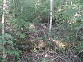 Hayes_property_Sept_18_2008_42