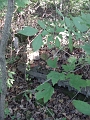 Hayes_property_Sept_18_2008_43