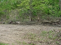 Stone_Mountain_May_2008_page_13