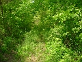 trail_west_of_rt_174_at_rt_60_02