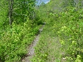 trail_west_of_rt_174_at_rt_60_04