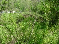 trail_west_of_rt_174_at_rt_60_12